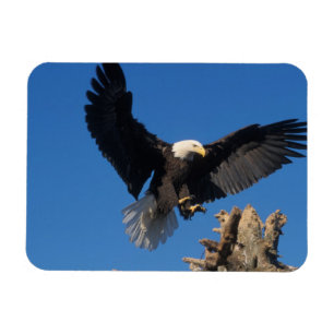 Íman águia-careca, Haliaeetus leuccocephalus, pousando