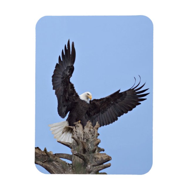 Íman Águia-careca (Haliaeetus leucocephalus) com asas (Vertical)