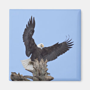 Íman Águia-careca (Haliaeetus leucocephalus) com asas