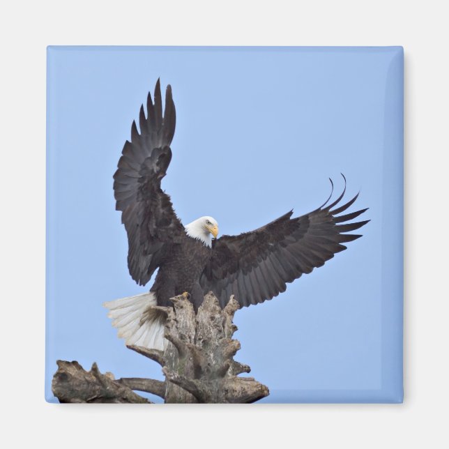 Íman Águia-careca (Haliaeetus leucocephalus) com asas (Frente)