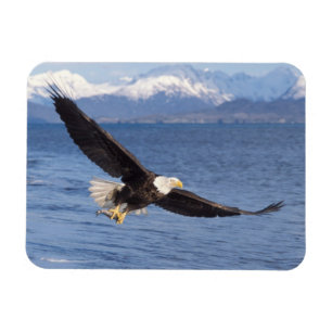 Íman águia-careca, Haliaeetus leucocephalus, em voo 4