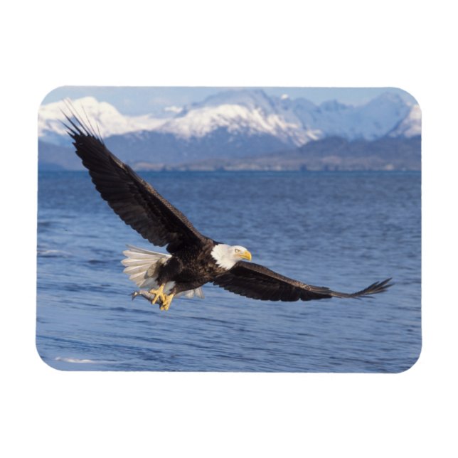 Íman águia-careca, Haliaeetus leucocephalus, em voo 4 (Horizontal)