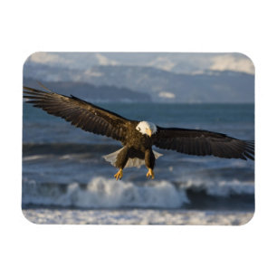 Íman Águia-careca, Haliaeetus leucocephalus, Homer, 3