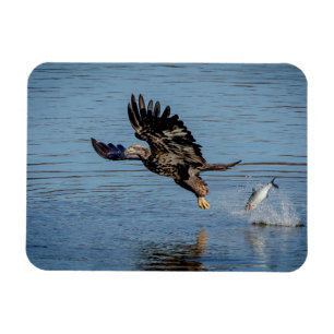 Íman Águia-careca imatura a largar um peixe