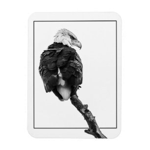 Íman Águia-careca severa