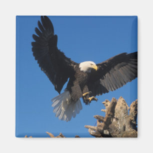 Íman águia-pescadora-americana, Haliaeetus leuccocephal