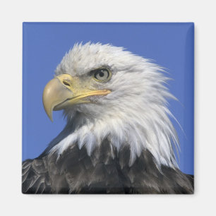 Íman Águia-pescadora-americana, (Haliaeetus leucocephal