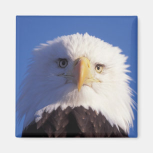 Íman águia-pescadora-de-cabeça-branca, Haliaeetus leuco