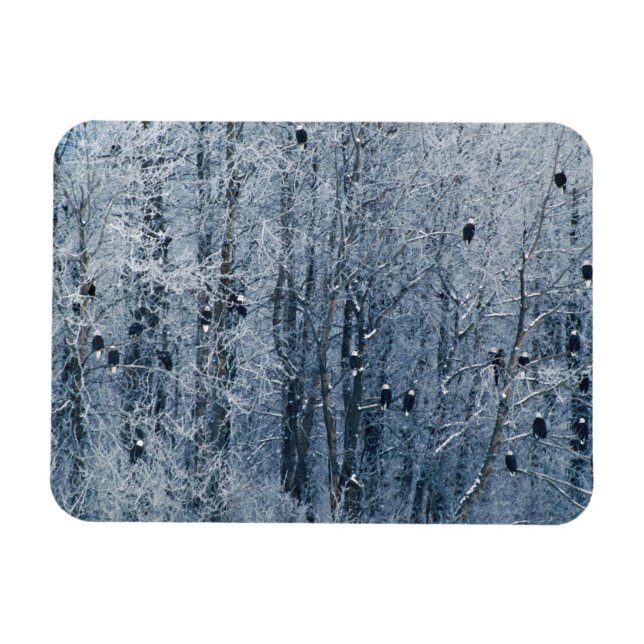 Íman Águias-americanas (Horizontal)
