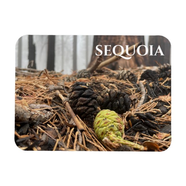 Íman Agulhas e Cones, pavimento florestal, Sequoia NP (Horizontal)