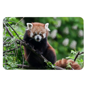 Íman Ailurus fulgens