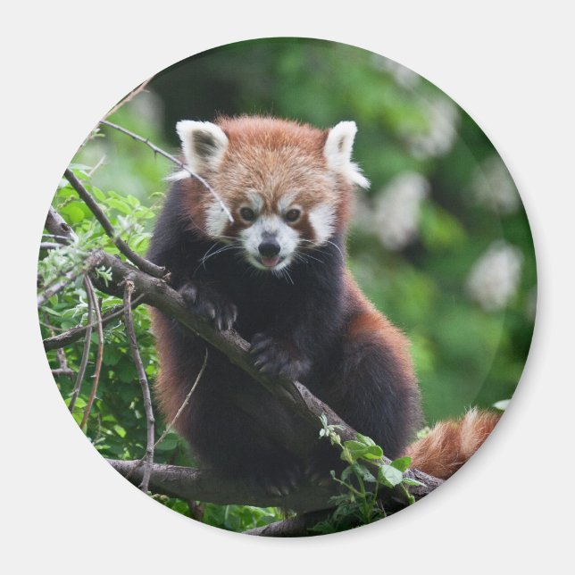 Íman Ailurus fulgens (Frente)