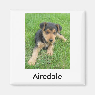Íman Airedale Puppy Magnet