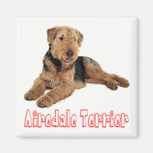 Íman Airedale Terrier Marrom e Preto Cachorro Filhote A