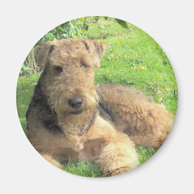 Íman Airedale Terrier Round Magnet (Frente)