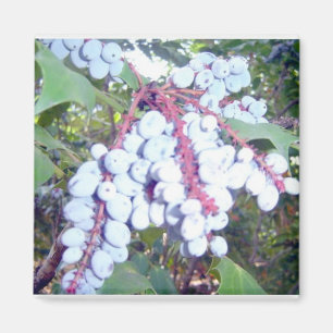 Íman Airelas selvagens