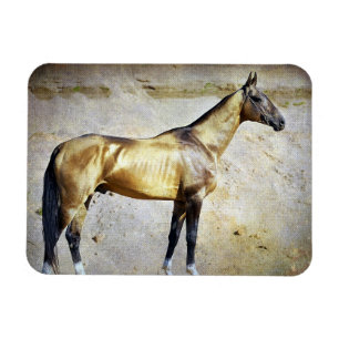 Íman Akhal-teke