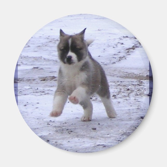Íman Akita Puppy Magnets (Frente)