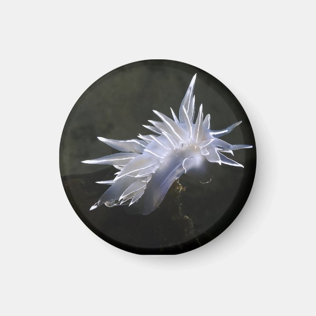Íman Alabaster Nudibranch Magnet (Frente)