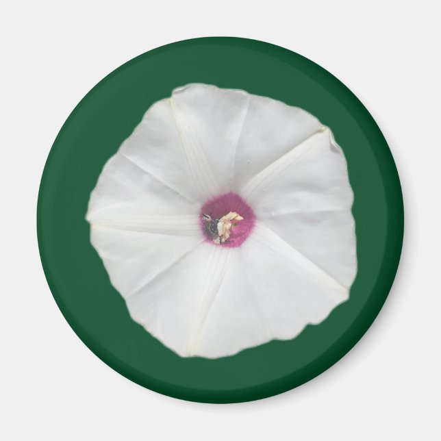 Íman Alamo Vine (Frente)