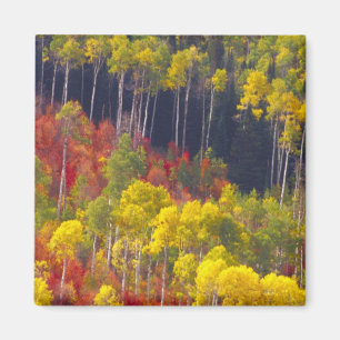 Íman Álamos coloridos em Logan Canyon Utah no