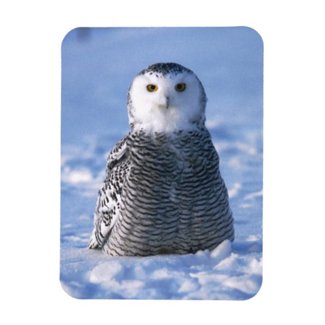 Íman Alaska Artic Winter Snowy Owl Designada (Vertical)