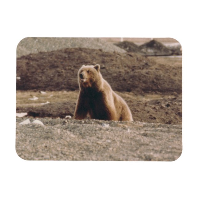 Íman Alaska Tundra Grizzly Sow Artic Refrigerator (Horizontal)