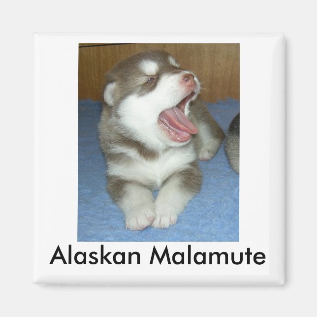 Íman Alaskan Malamute, Alaska Malamute (Frente)