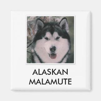 Íman Alaskan Malamute Magnet