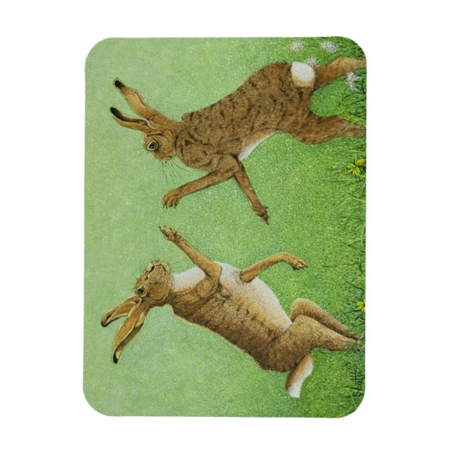 Íman Alavanca in a box (Vertical)