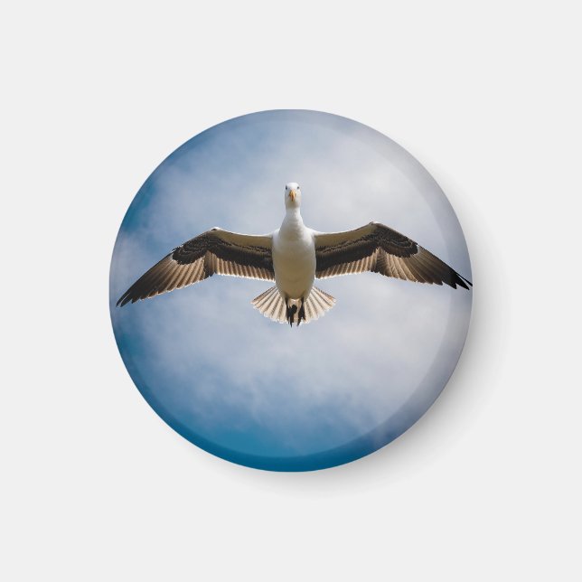 Íman Albatroz (Frente)