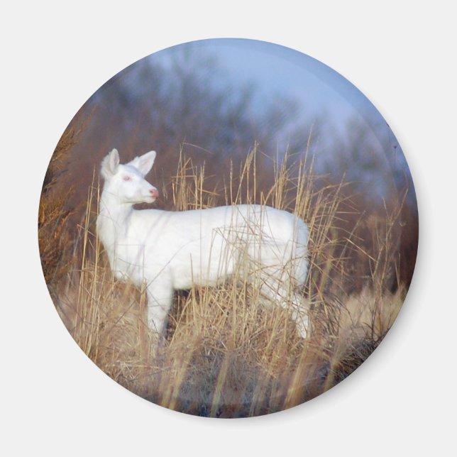 Íman albino (Frente)