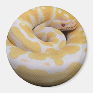 Íman Albino Ball Python Magnet