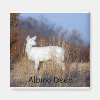 Íman Albino Deer Magnet