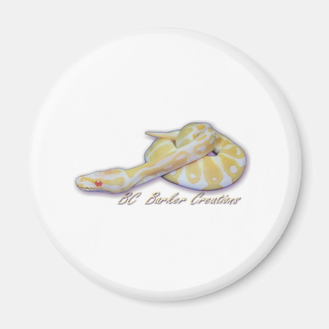 Íman Albino Hatchling Ball Python (Frente)