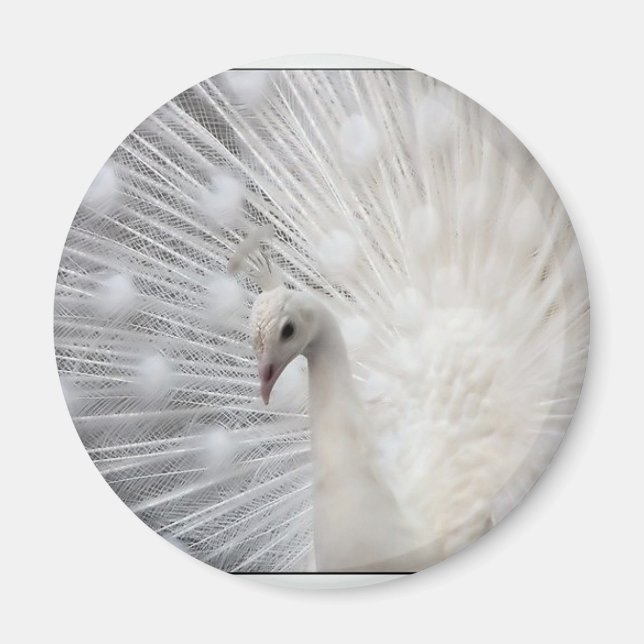 Íman Albino Peacock (Frente)