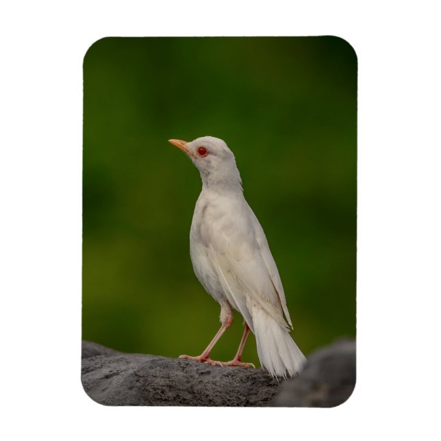 Íman Albino Robin em Crown Point (Vertical)