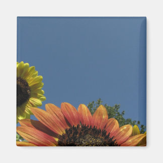 Íman Alcance o céu!