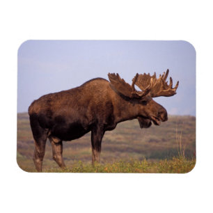 Íman alce, Alces alces, touro com grandes chifres