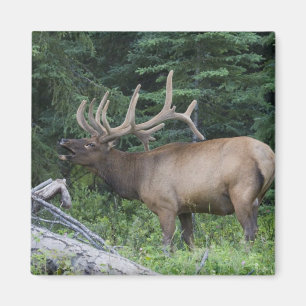 Íman Alce borrado no Banff National Park, Canadá.