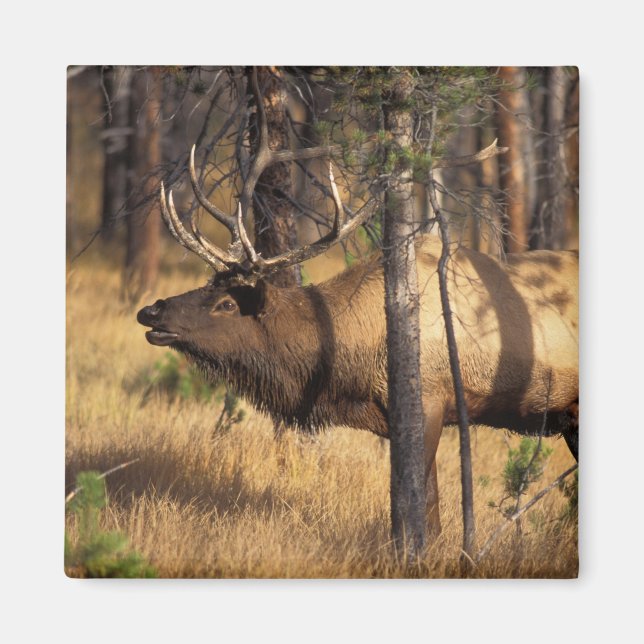 Íman alce, Cervus elaphus, touro bugles em uma área que (Frente)