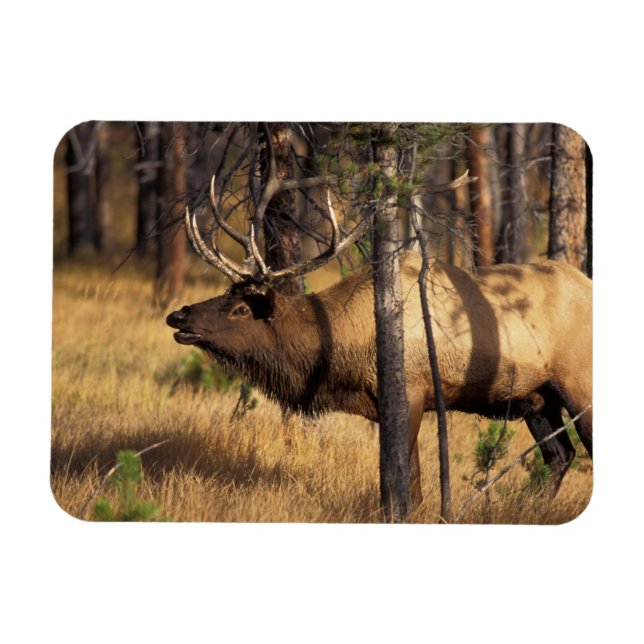 Íman alce, Cervus elaphus, touro canta em uma área quei (Horizontal)