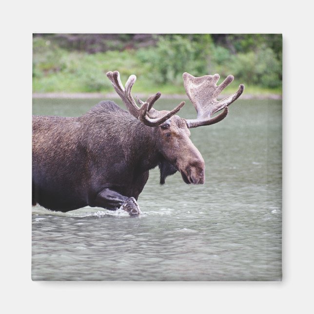 Íman Alce em missão (Frente)