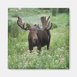 Íman Alce macho Alces alces) em flores silvestres,