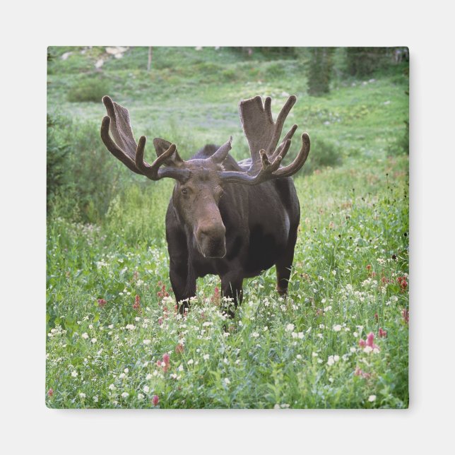 Íman Alce macho Alces alces) em flores silvestres, (Frente)