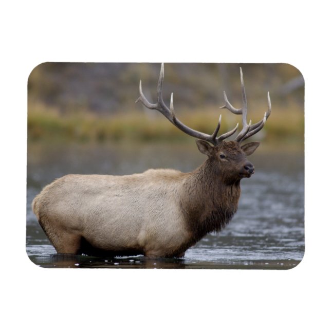 Íman Alce Macho Atravessando | Parque Nacional de Yello (Horizontal)