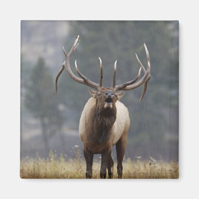 Íman Alce macho bramando, Yellowstone NP, Wyoming 2 (Frente)