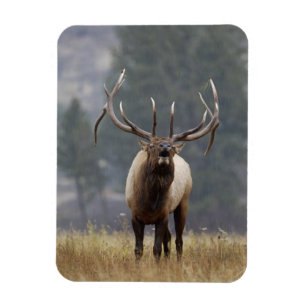 Íman Alce macho bugling, Parque Nacional de Yellowstone