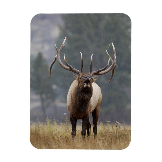 Íman Alce macho bugling, Parque Nacional de Yellowstone (Vertical)