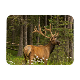 Íman Alce macho em veludo, Canadá